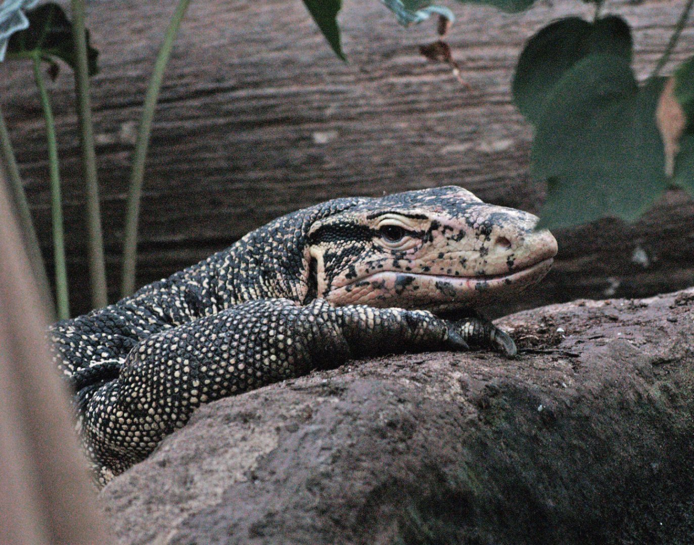 Asian water monitor (Varanus salvator), 2009-04-19