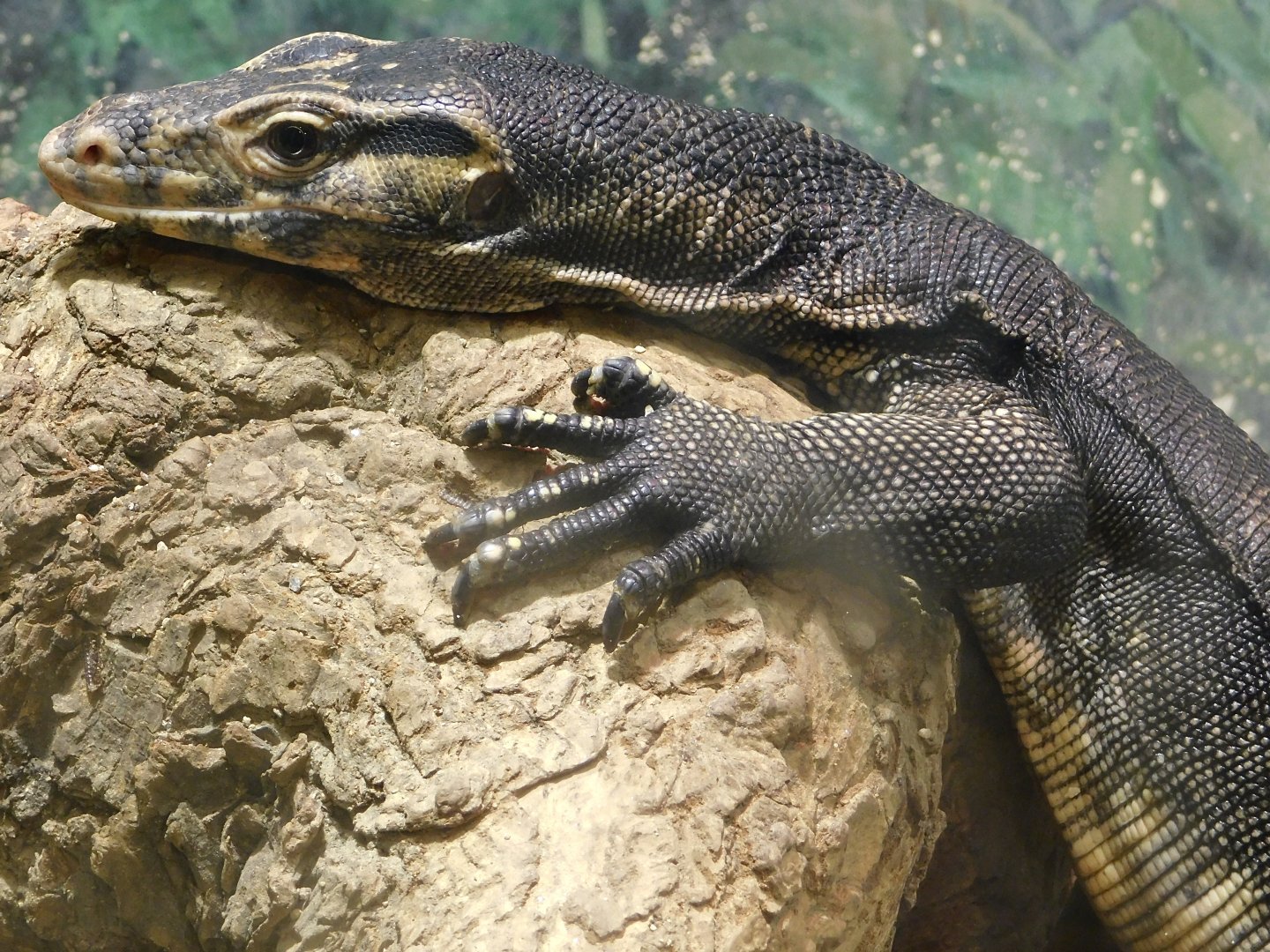Asian Water Monitor (Varanus salvator) August 2, 2025