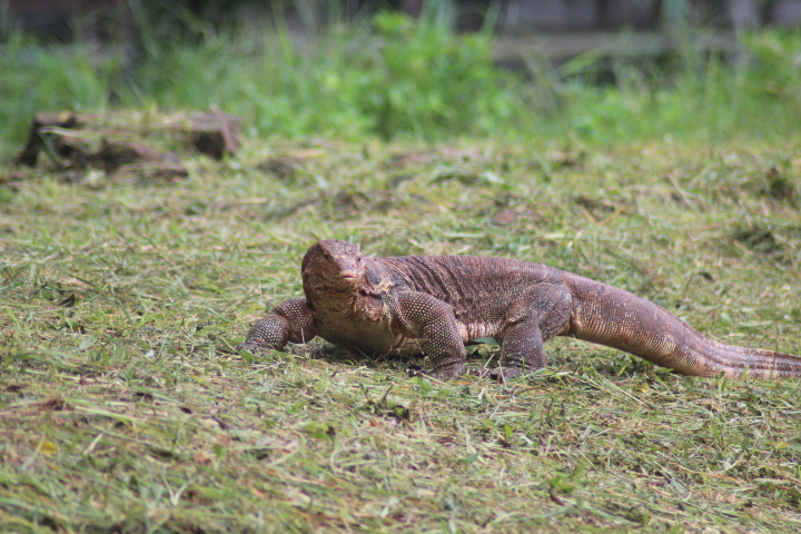 Asian water monitor (Varanus salvator bivittatus)