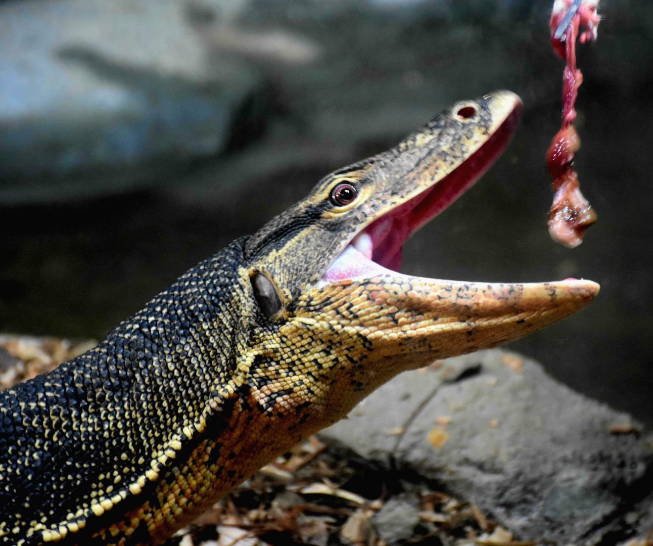 Asian Water Monitor (Varanus salvator macromaculatus)