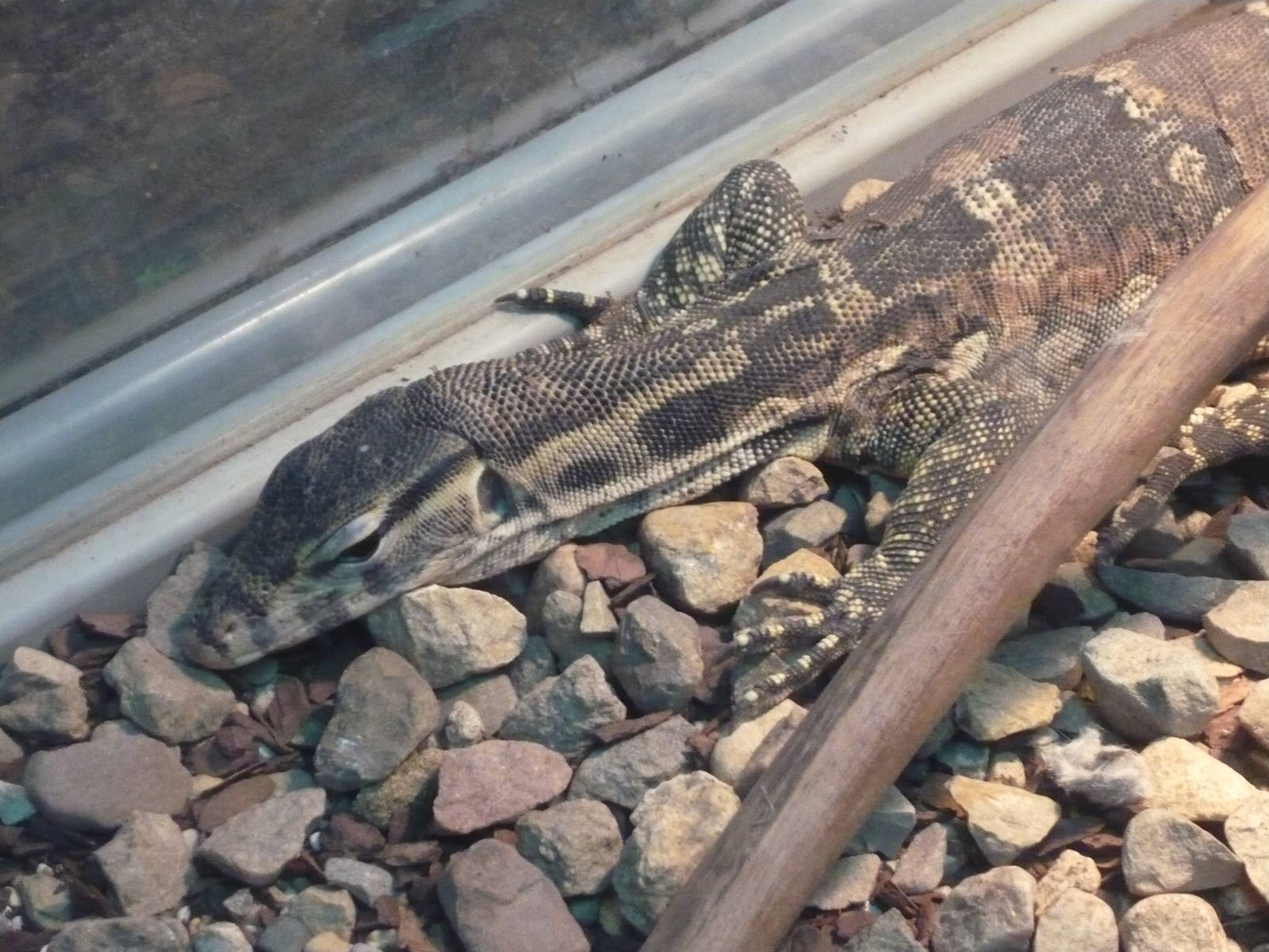 Asian water monitor (Varanus salvator)