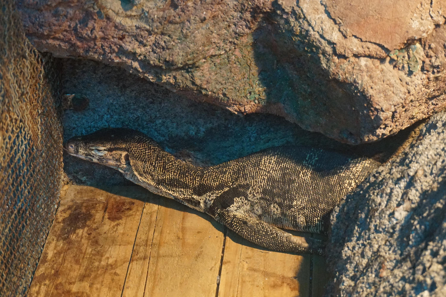 Asian water monitor (Varanus salvator)
