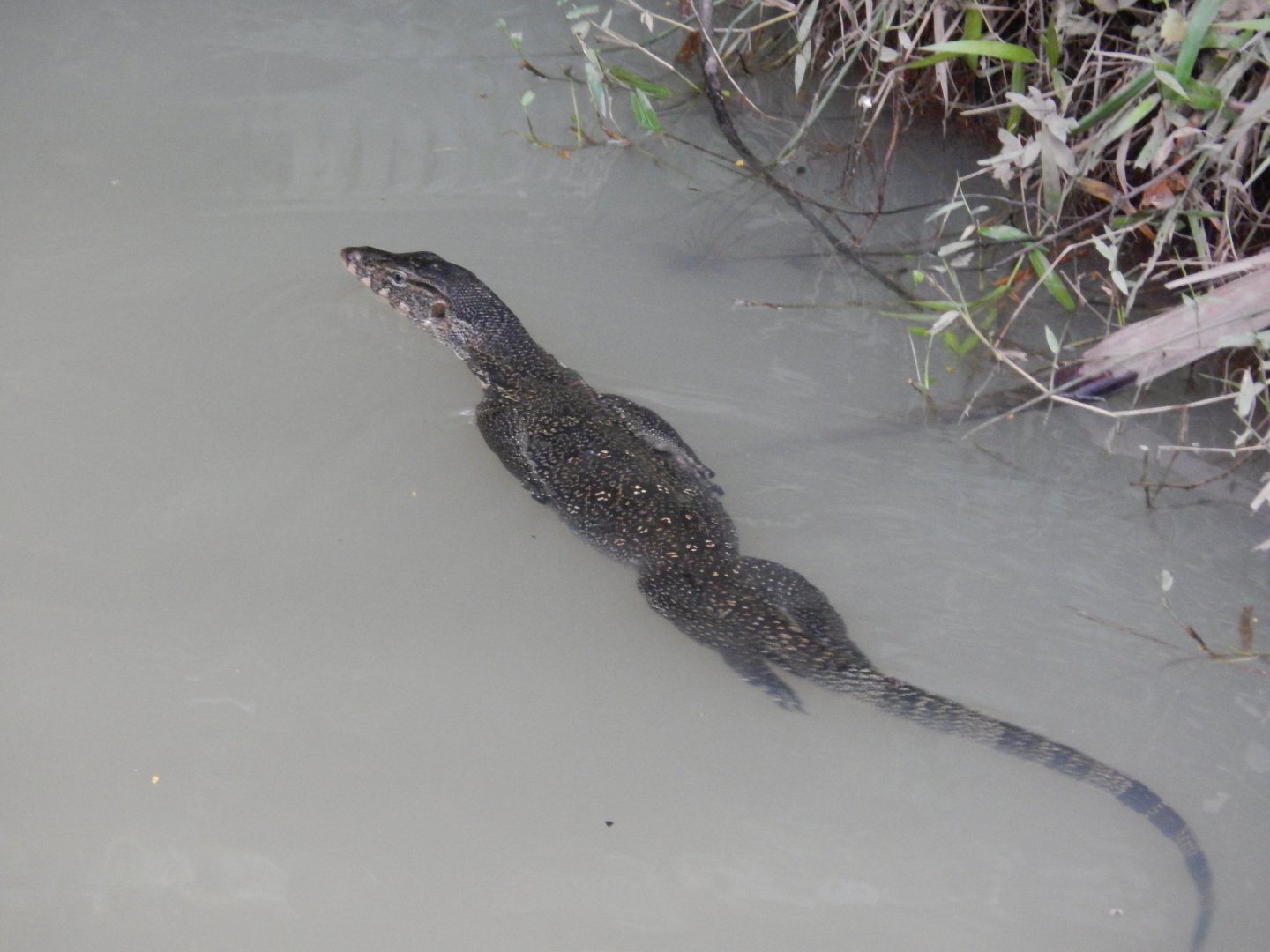 Asian Water Monitor (Varanus salvator)