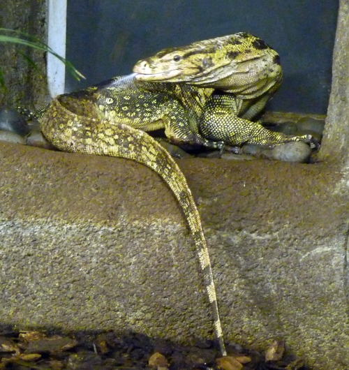 Asian water monitor (Varanus salvator)