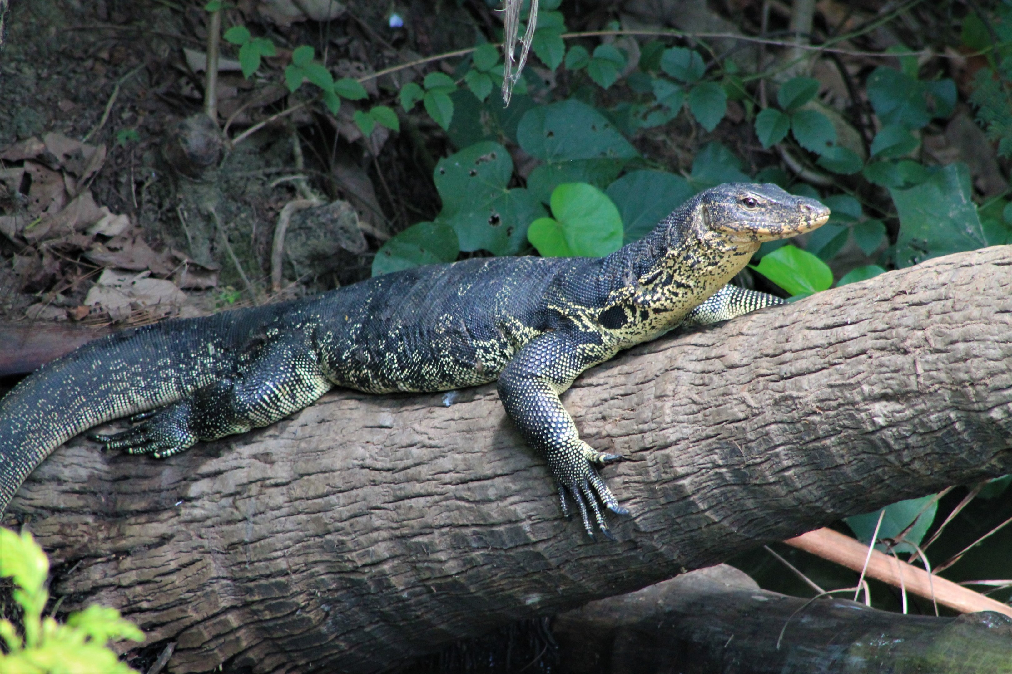 Asian Water Monitor (Varanus salvator)
