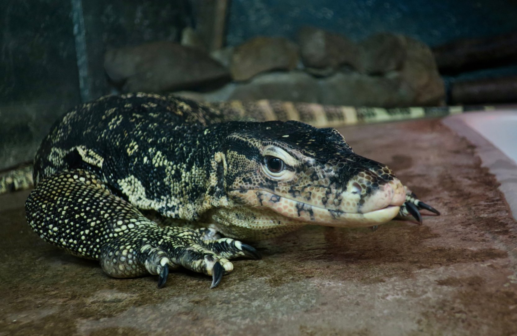 Asian Water Monitor (Varanus salvator)