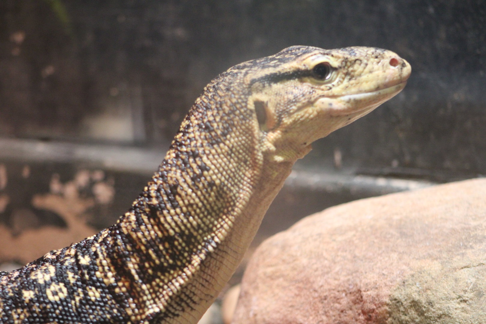 Asian Water Monitor (Varanus salvator)