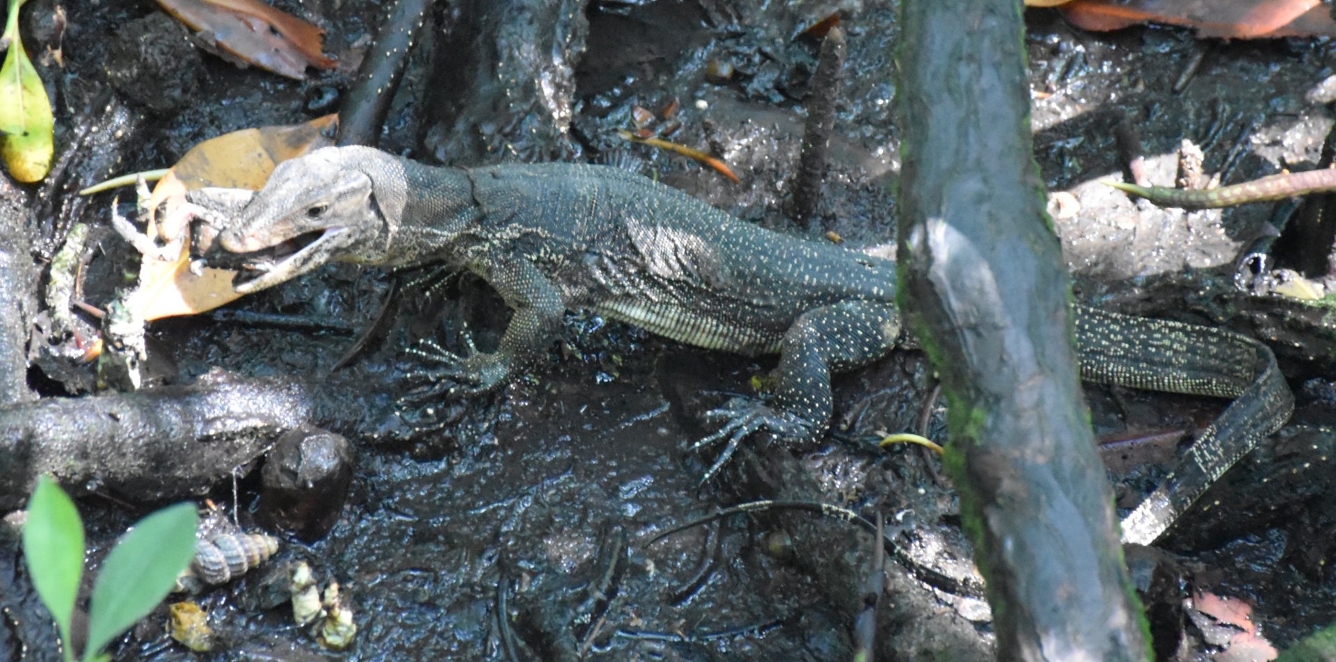 Asian Water Monitor (Varanus salvator)