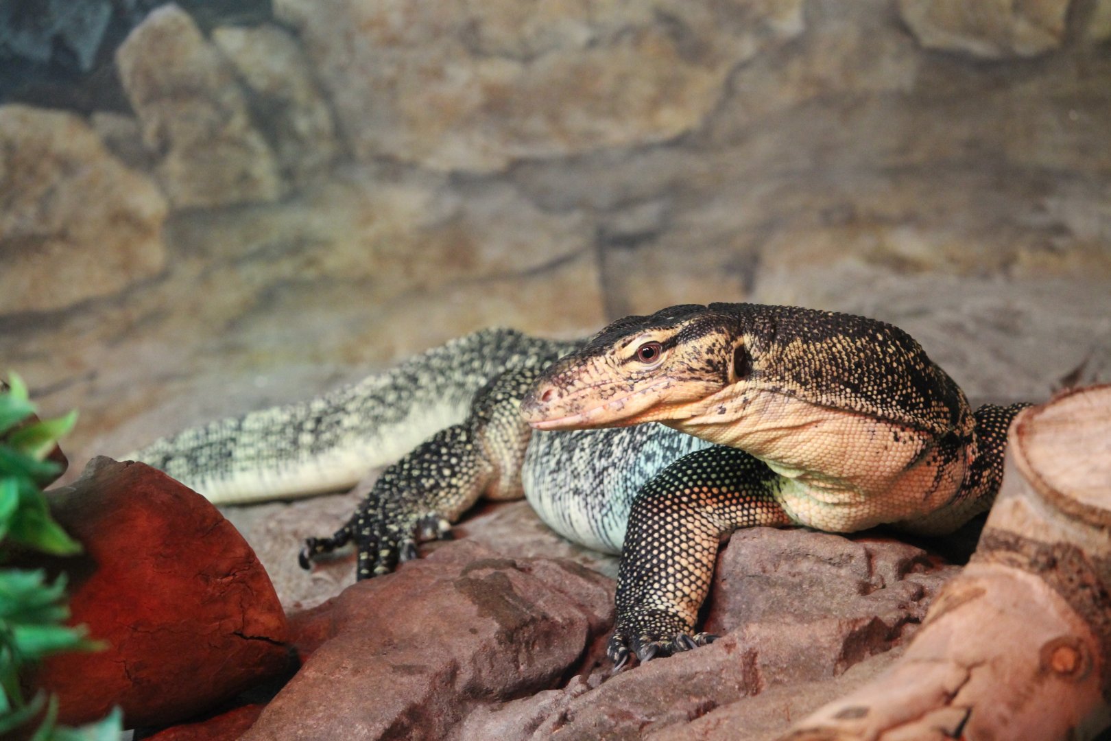 Asian Water Monitor (Varanus salvator)