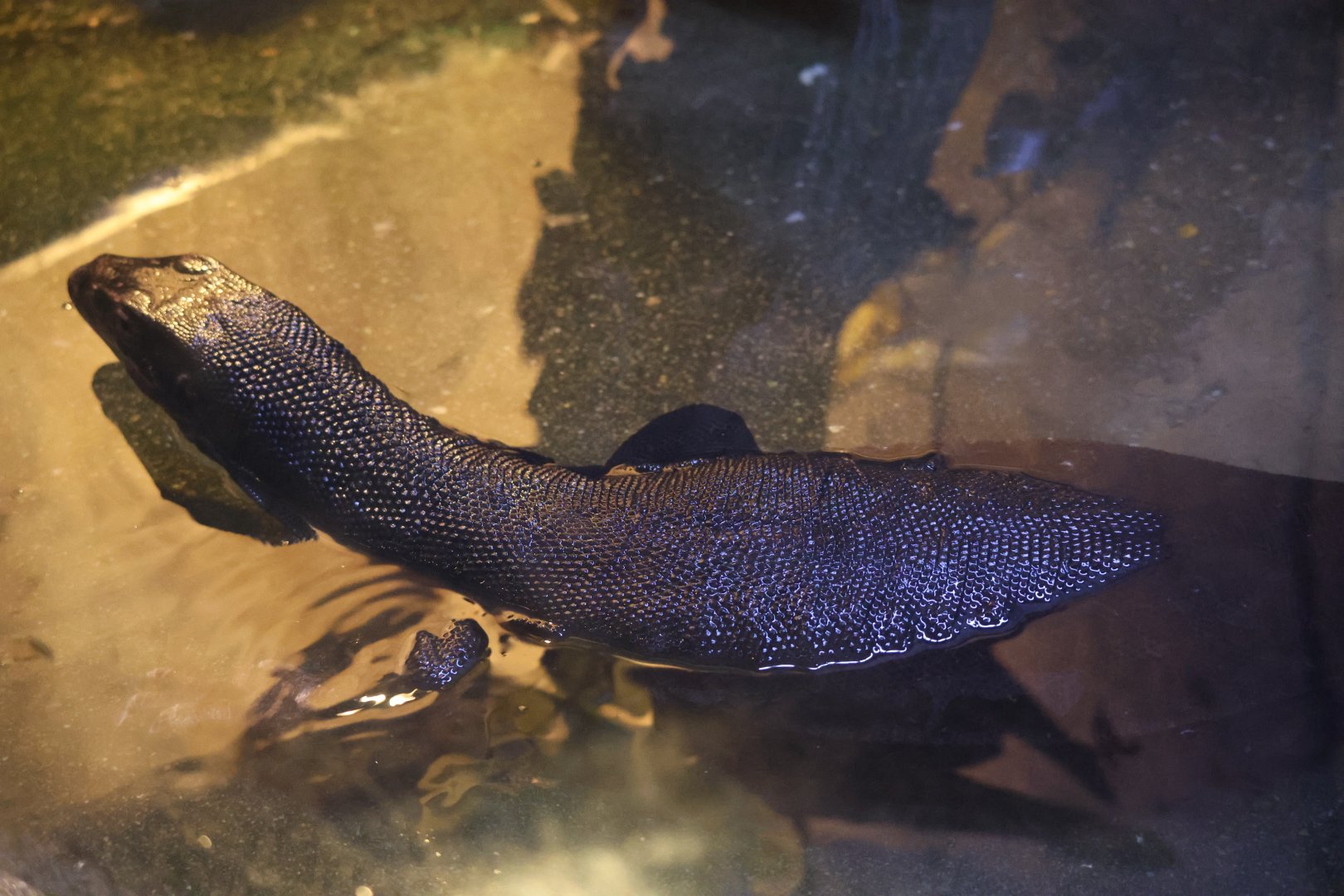 Asian water monitor (Varanus salvator)