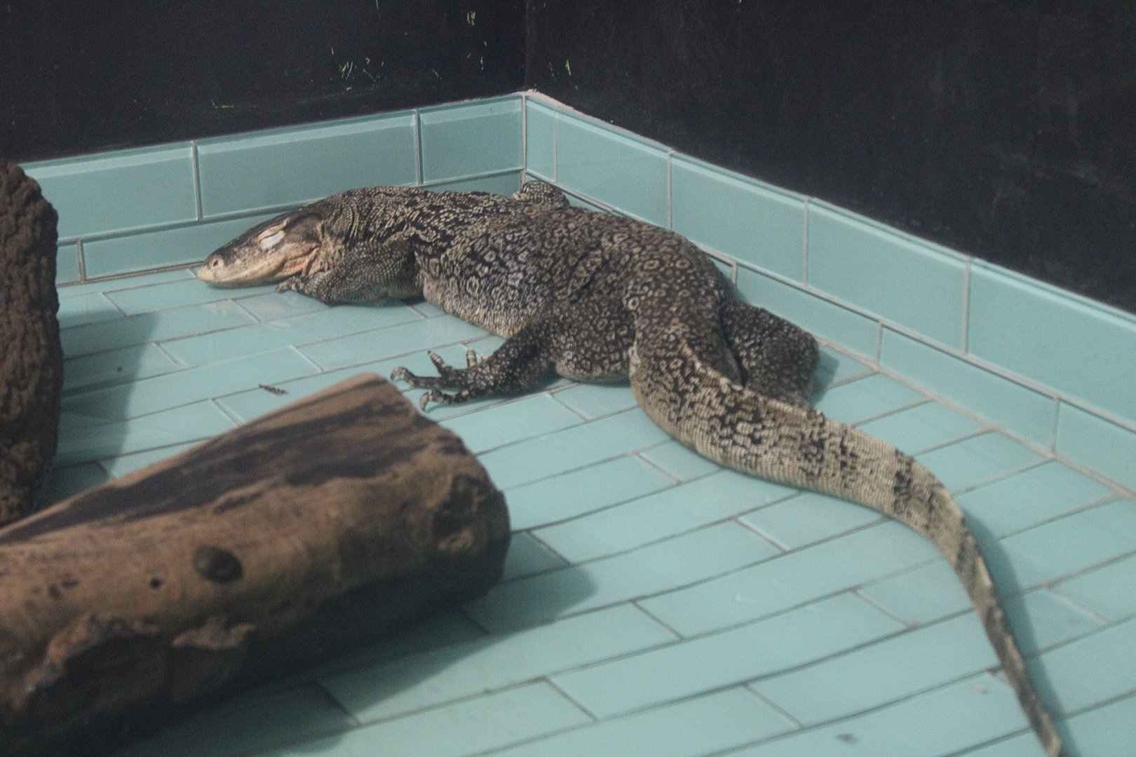 Asian Water Monitor (Varanus salvator)
