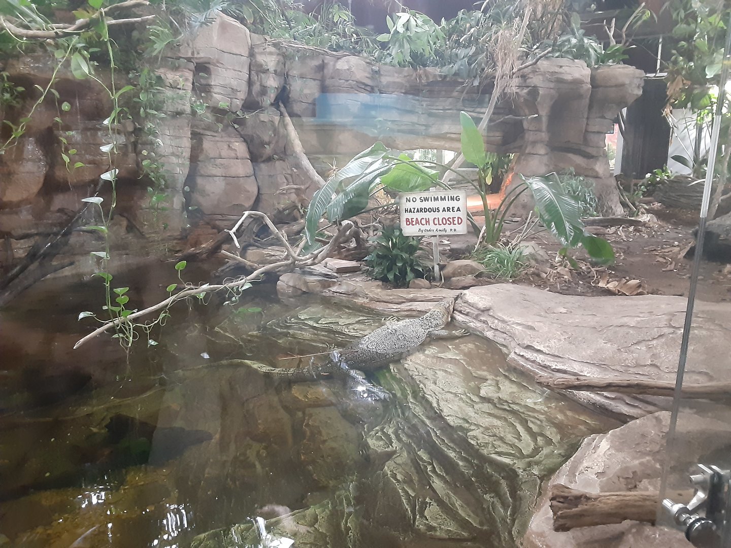 Asian Water Monitor- very impressive exhibit!