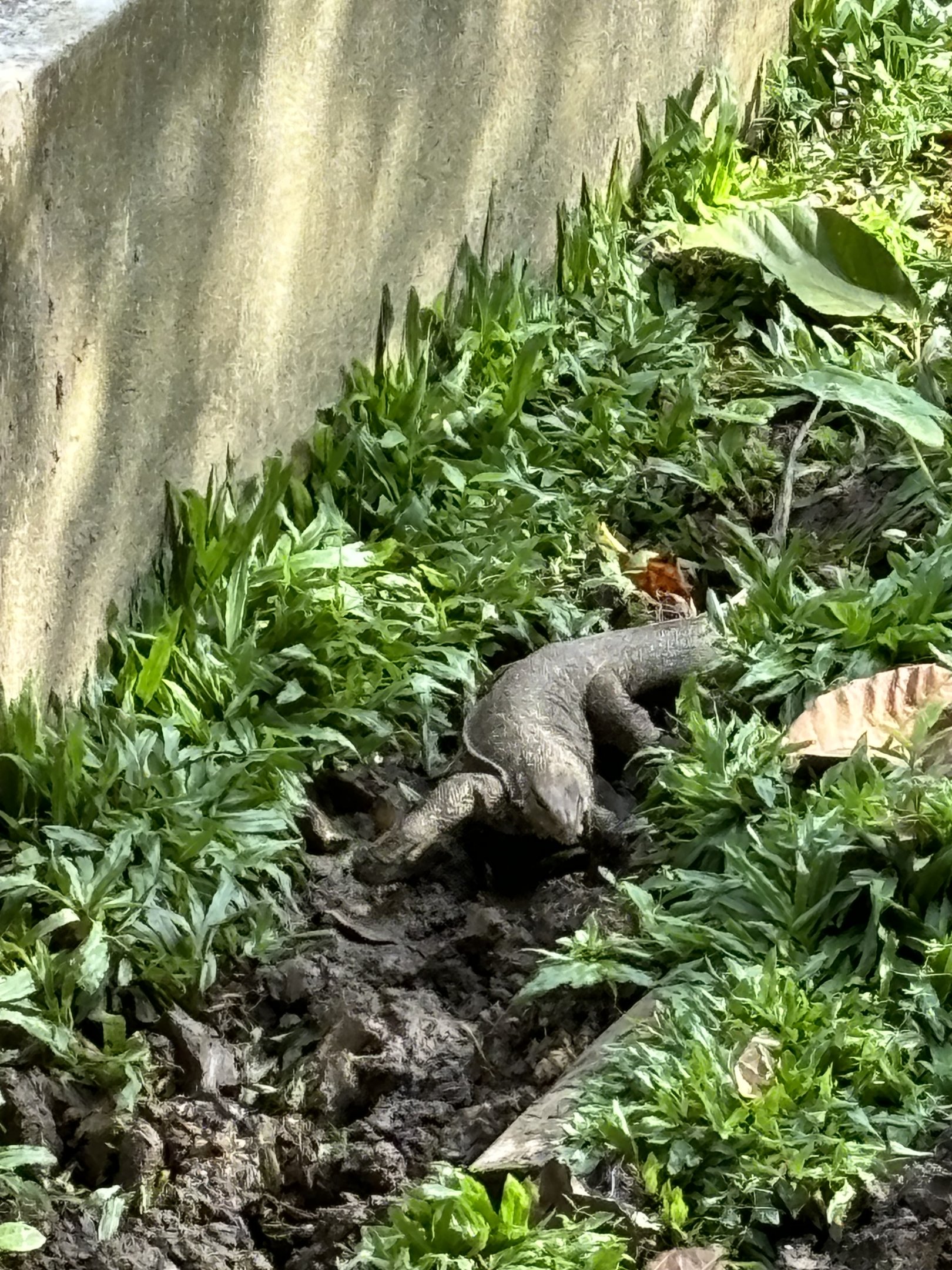 Asian Water Monitor - wild