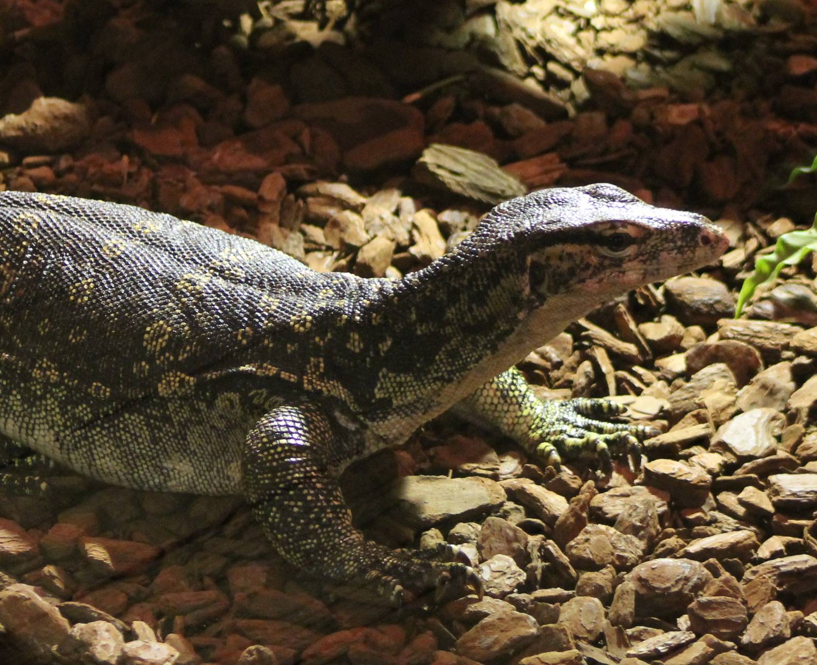 Asian water monitor