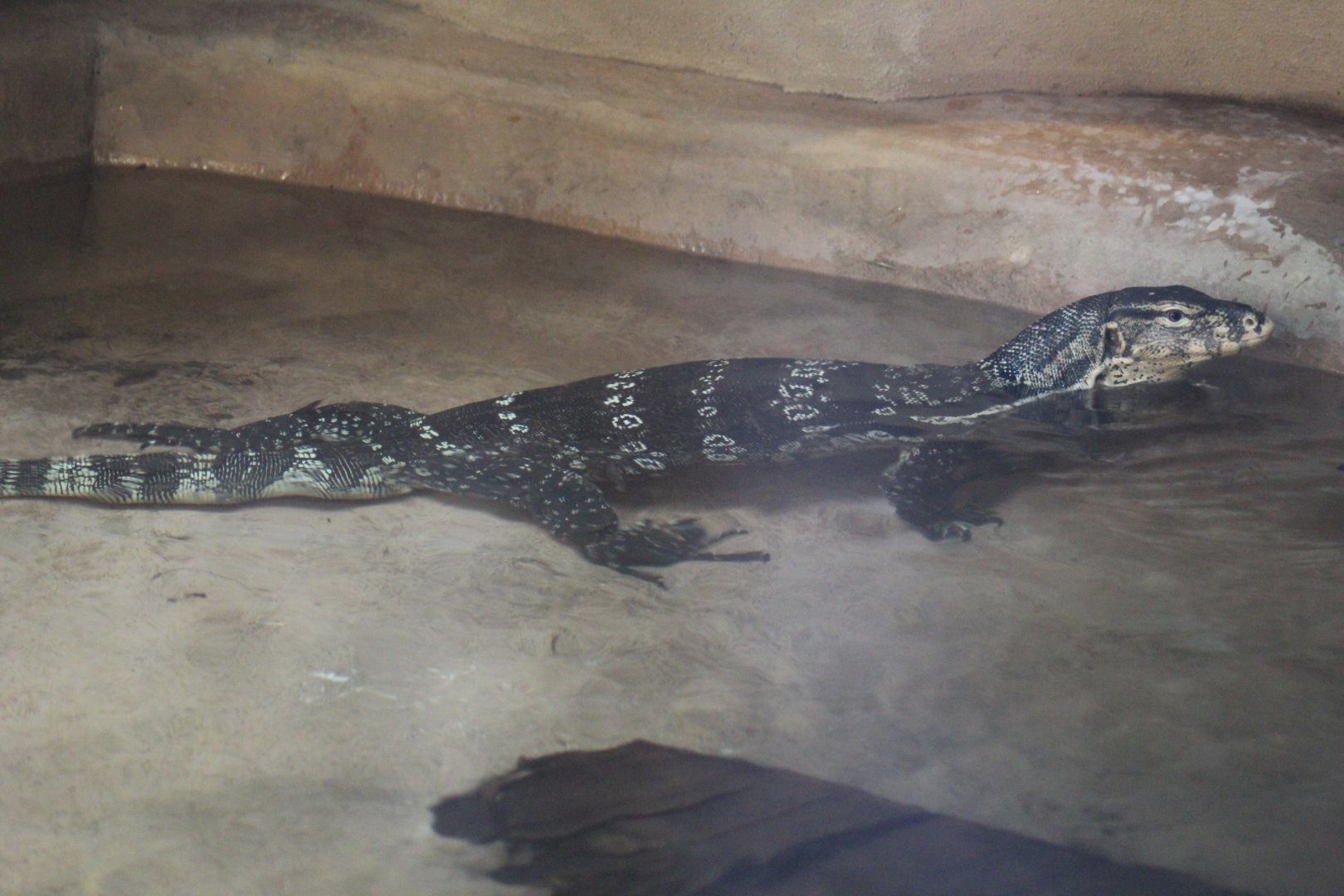 Asian Water Monitor