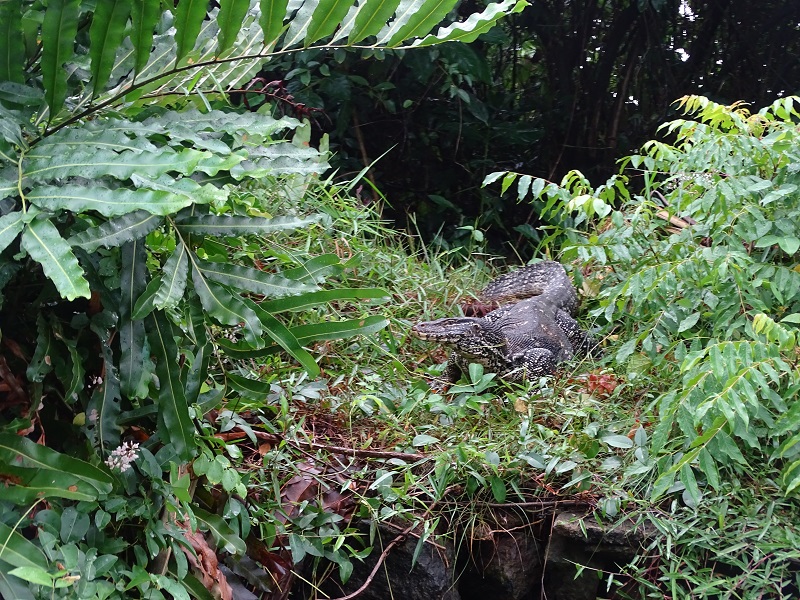 Asian water monitor