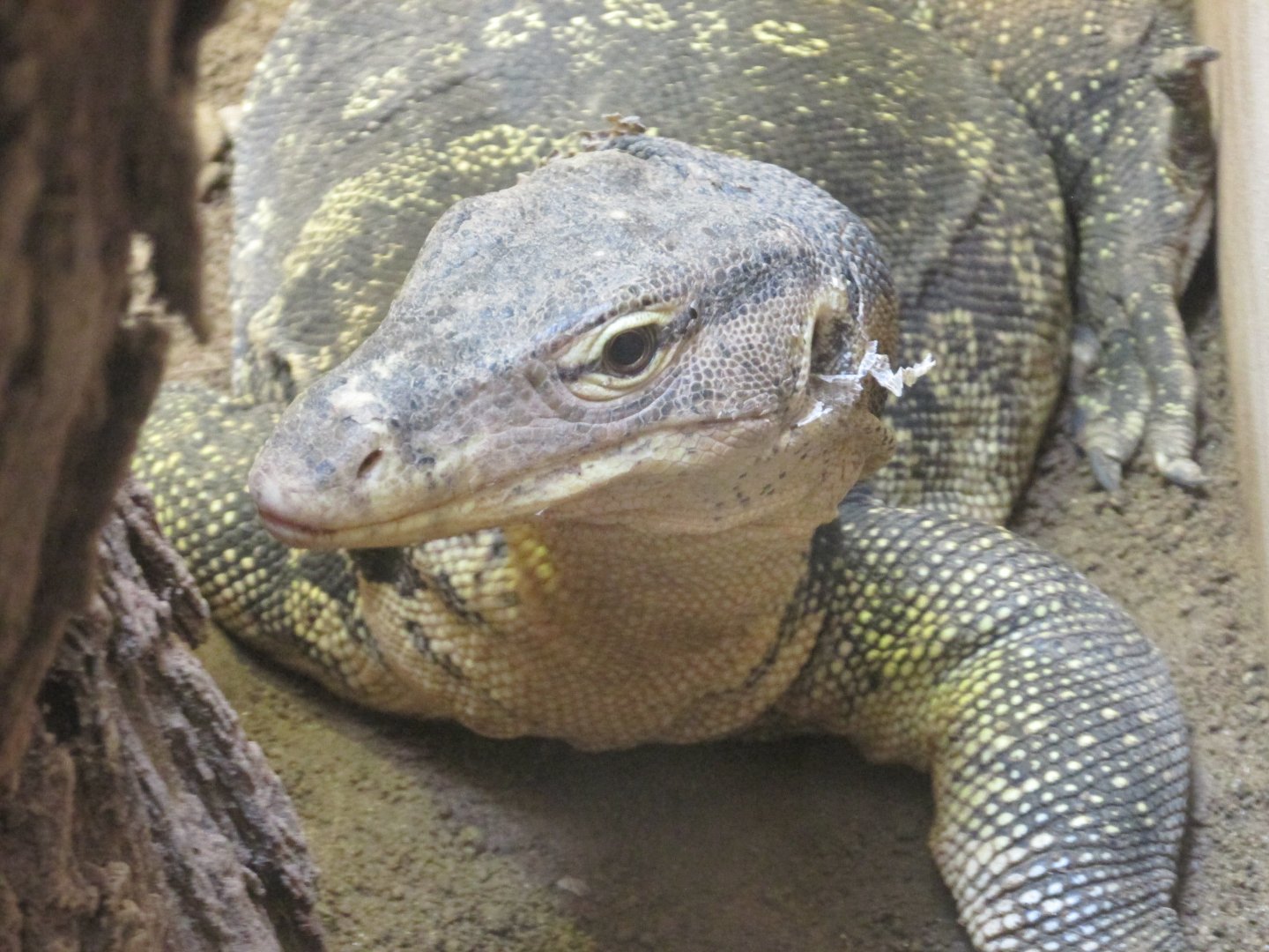 ASIAN WATER MONITOR