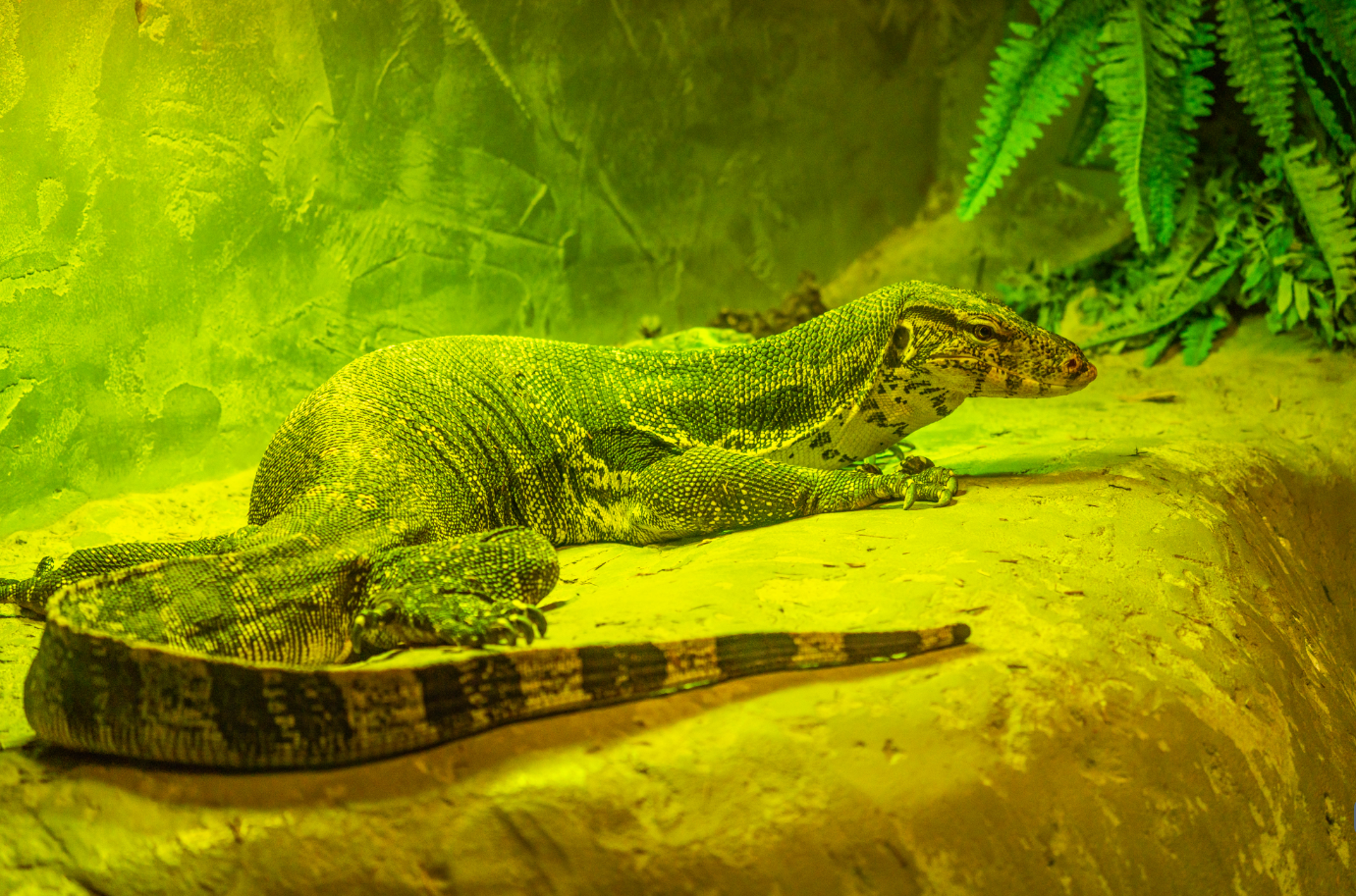 Asian Water Monitor