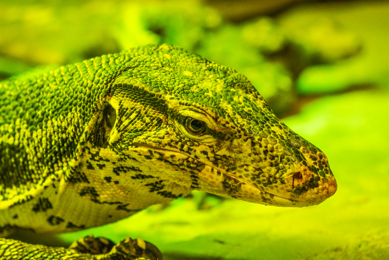 Asian Water Monitor