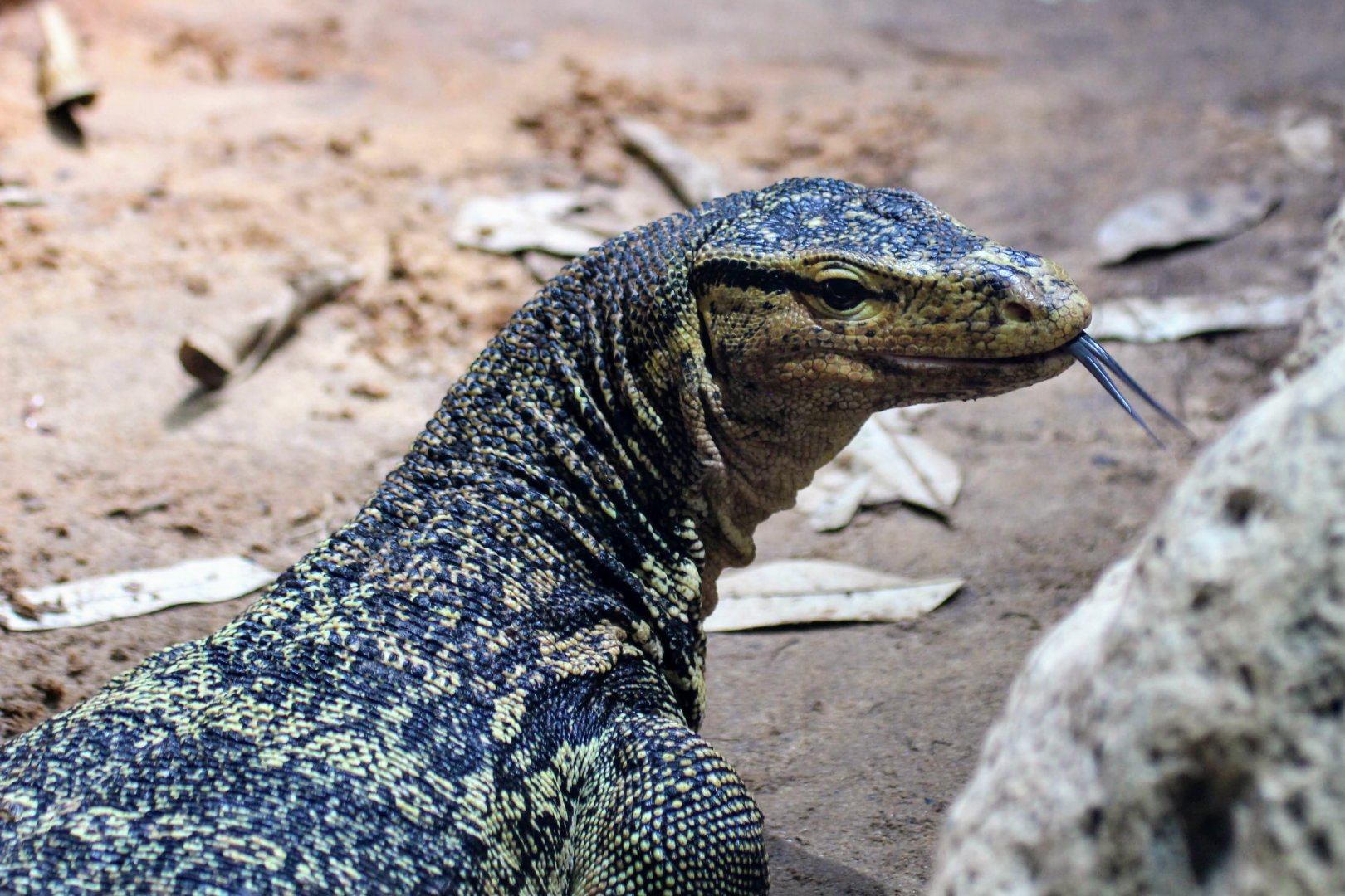 Asian Water Monitor