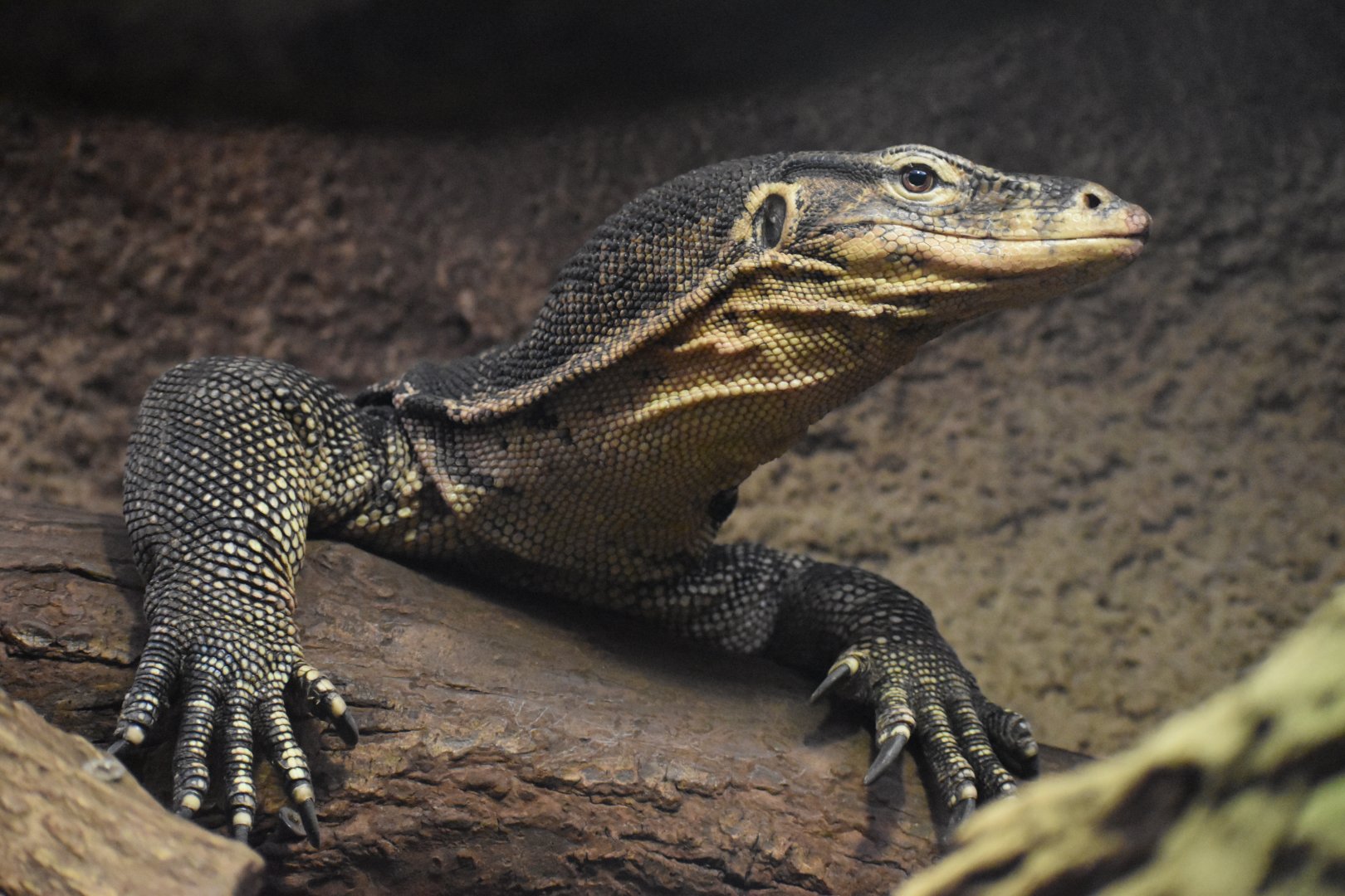 Asian water monitor