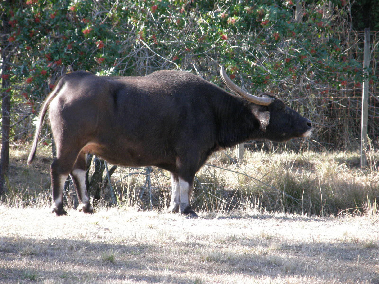 asian waterbuffalo