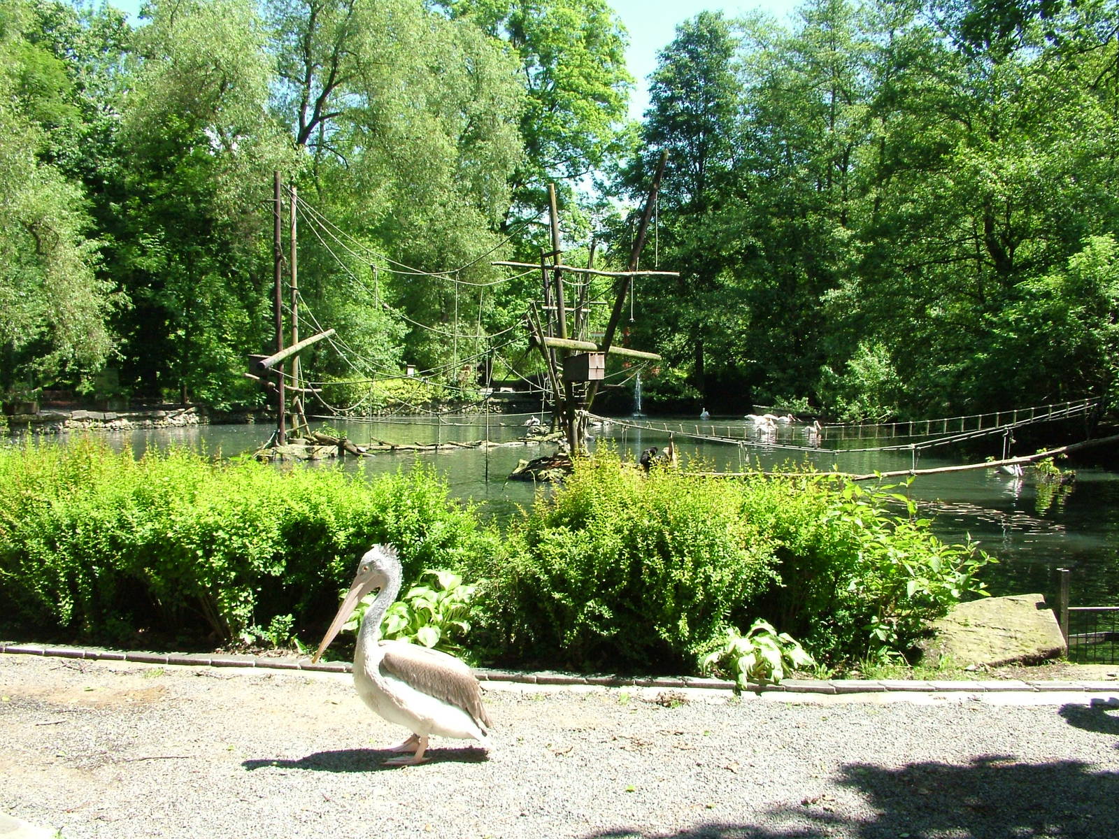 Asian Waterfowl Lake at Zlin, 28/05/10