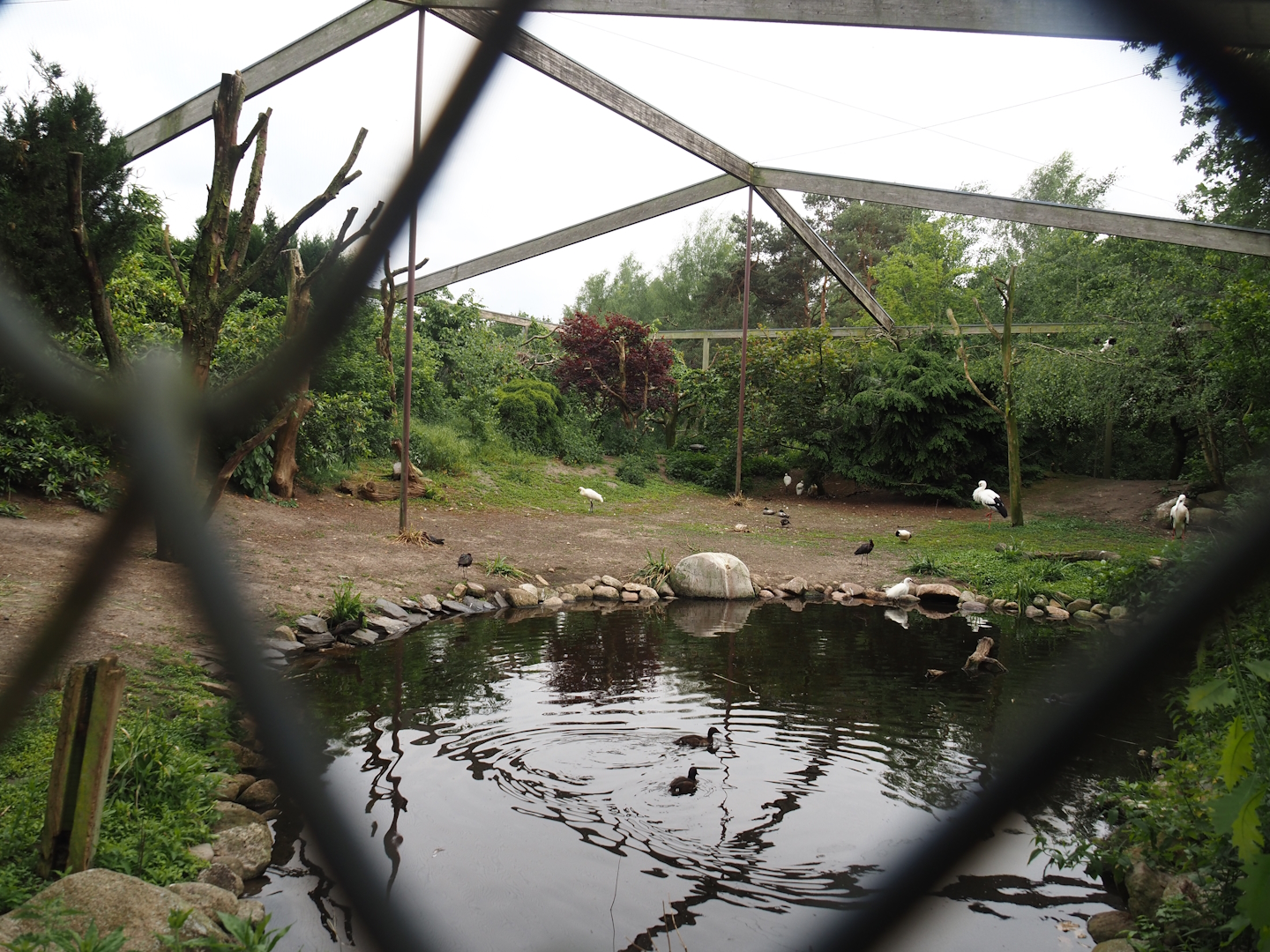 Asian wetland aviary, 2024-05-21
