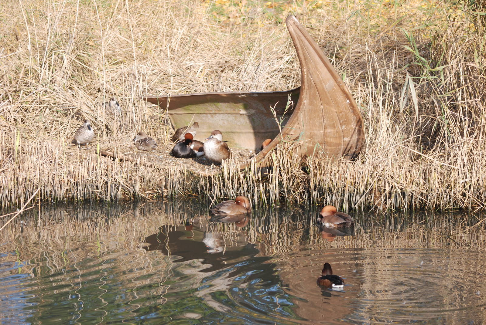 Asian Wetland Pen at London WWT (Barnes), 15/11/11