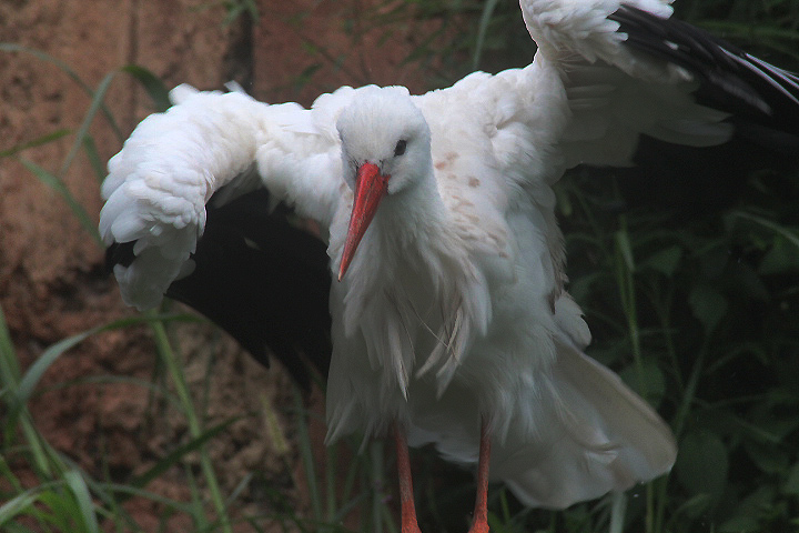 Asian white stork (Ciconia ciconia asiatica)