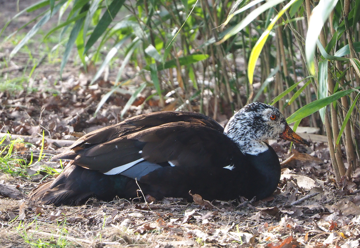 Asian white-winged wood duck (Asarcornis scutulata), 2022-04-12