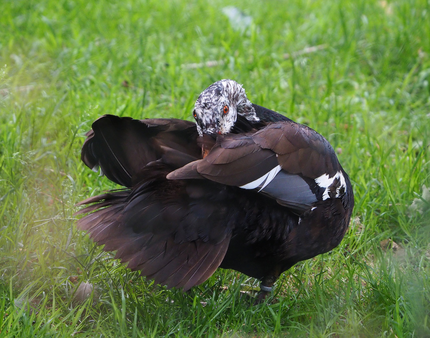 Asian white-winged wood duck (Asarcornis scutulata), 2022-05-28