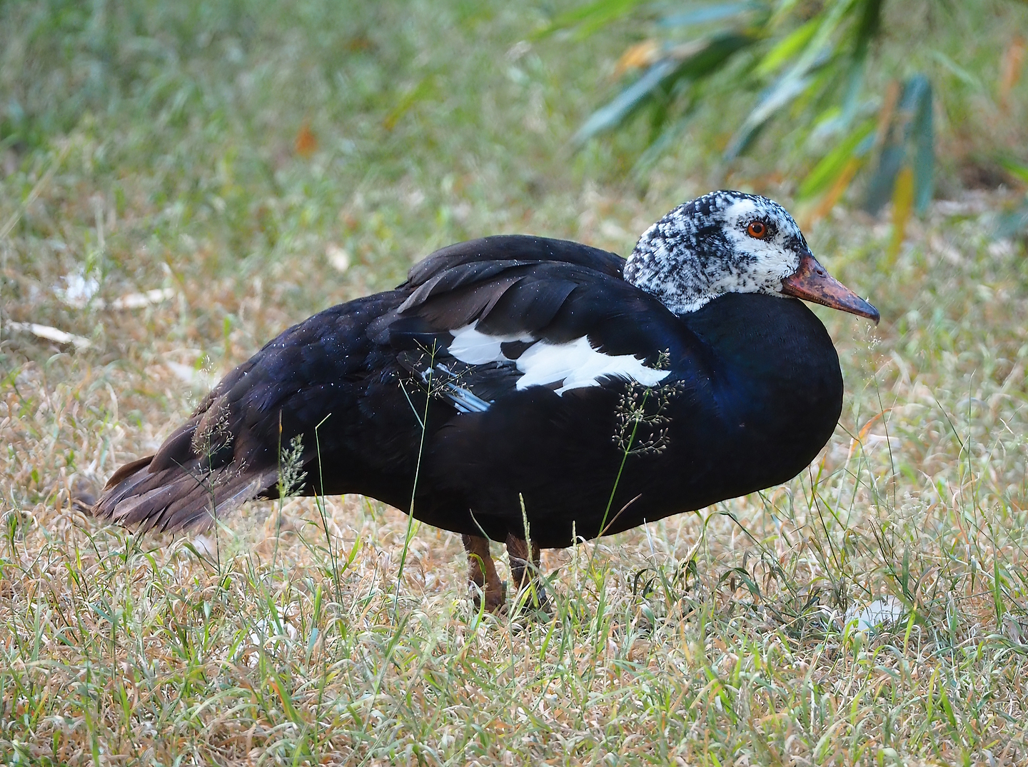 Asian white-winged wood duck (Asarcornis scutulata), 2022-07-16