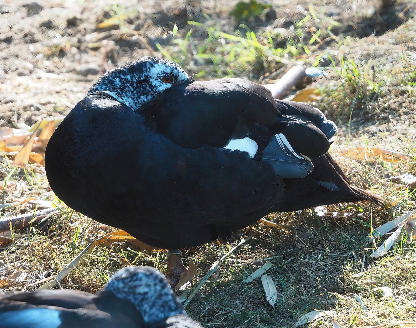 Asian white-winged wood duck (Asarcornis scutulata), 2022-08-07
