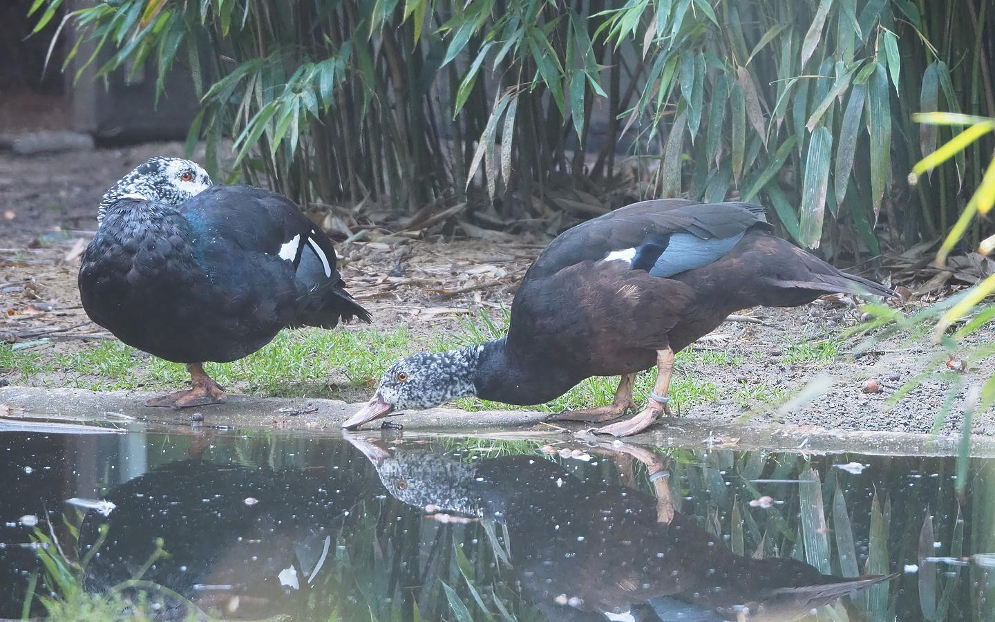 Asian white-winged wood duck (Asarcornis scutulata), 2022-09-12