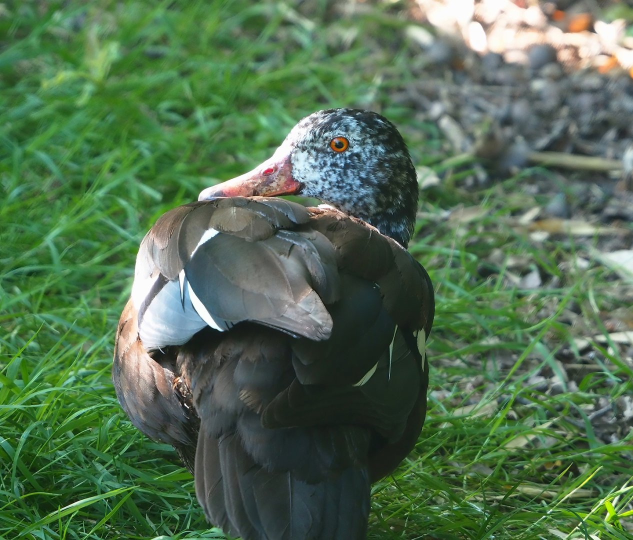 Asian white-winged wood duck (Asarcornis scutulata), 2023-06-04