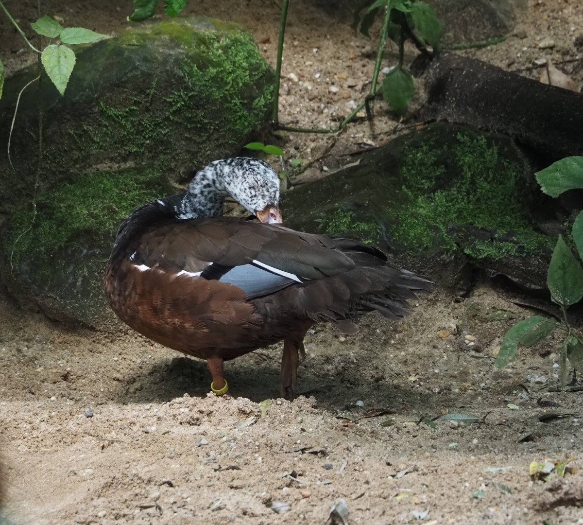 Asian white-winged wood duck (Asarcornis scutulata), 2025-05-17