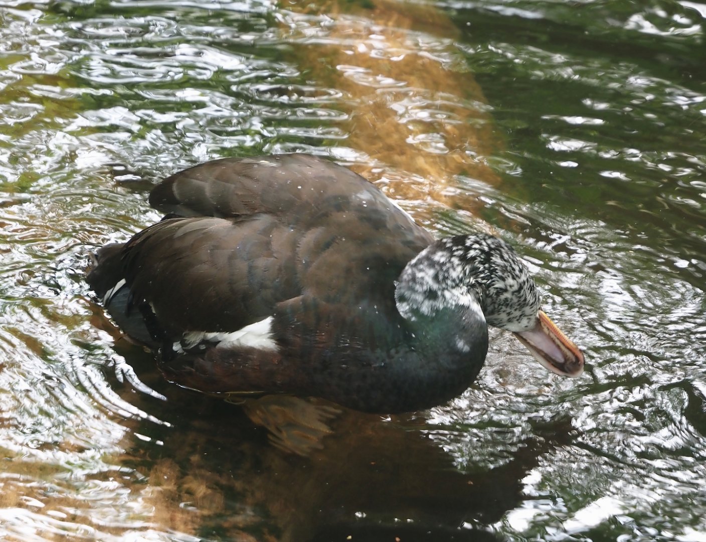 Asian white-winged wood duck (Asarcornis scutulata), 2025-05-17