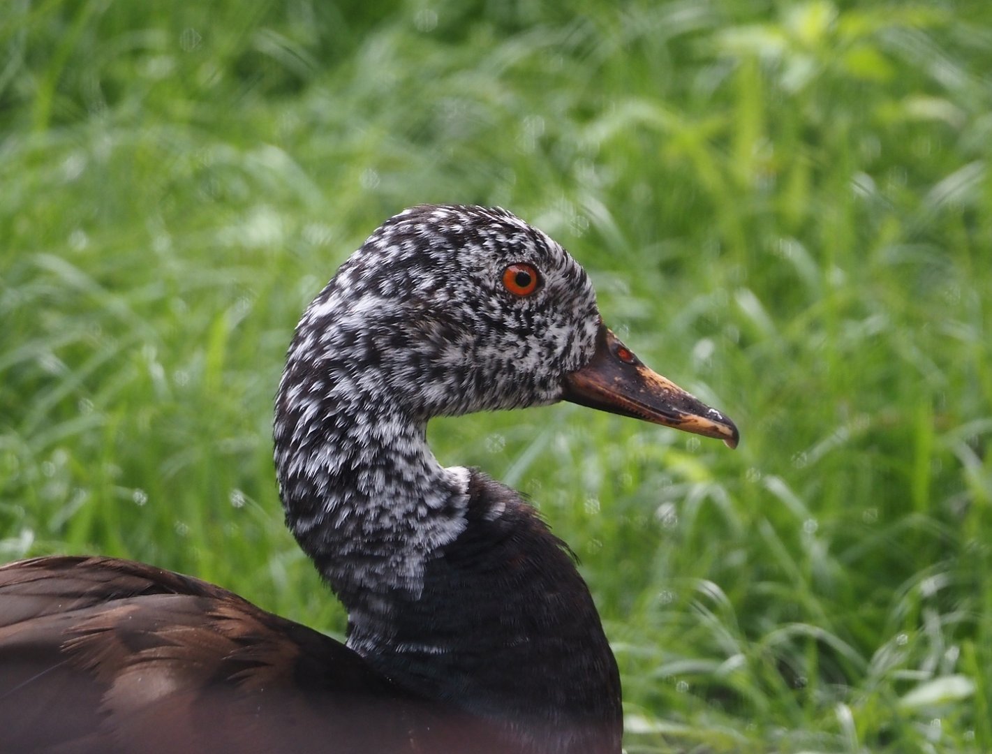 Asian white-winged wood duck (Asarcornis scutulata), 2025-07-12