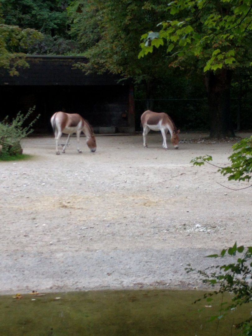 Asian wild ass Enclosure