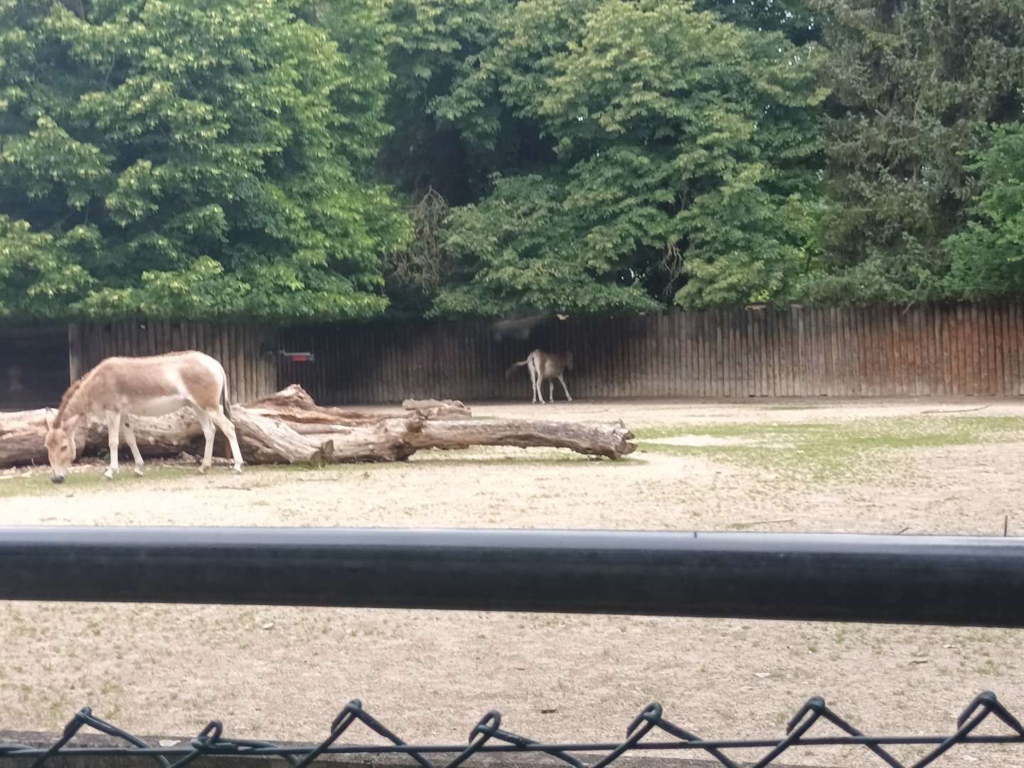 Asian wild Ass Enclosure