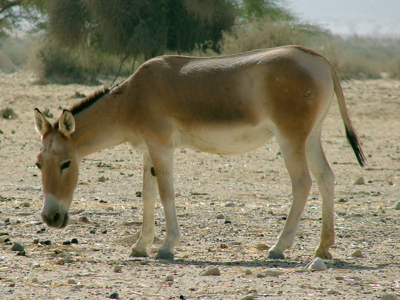 Asian wild ass hybrid (Equus hemionus onager x Equus hemionus kulan)