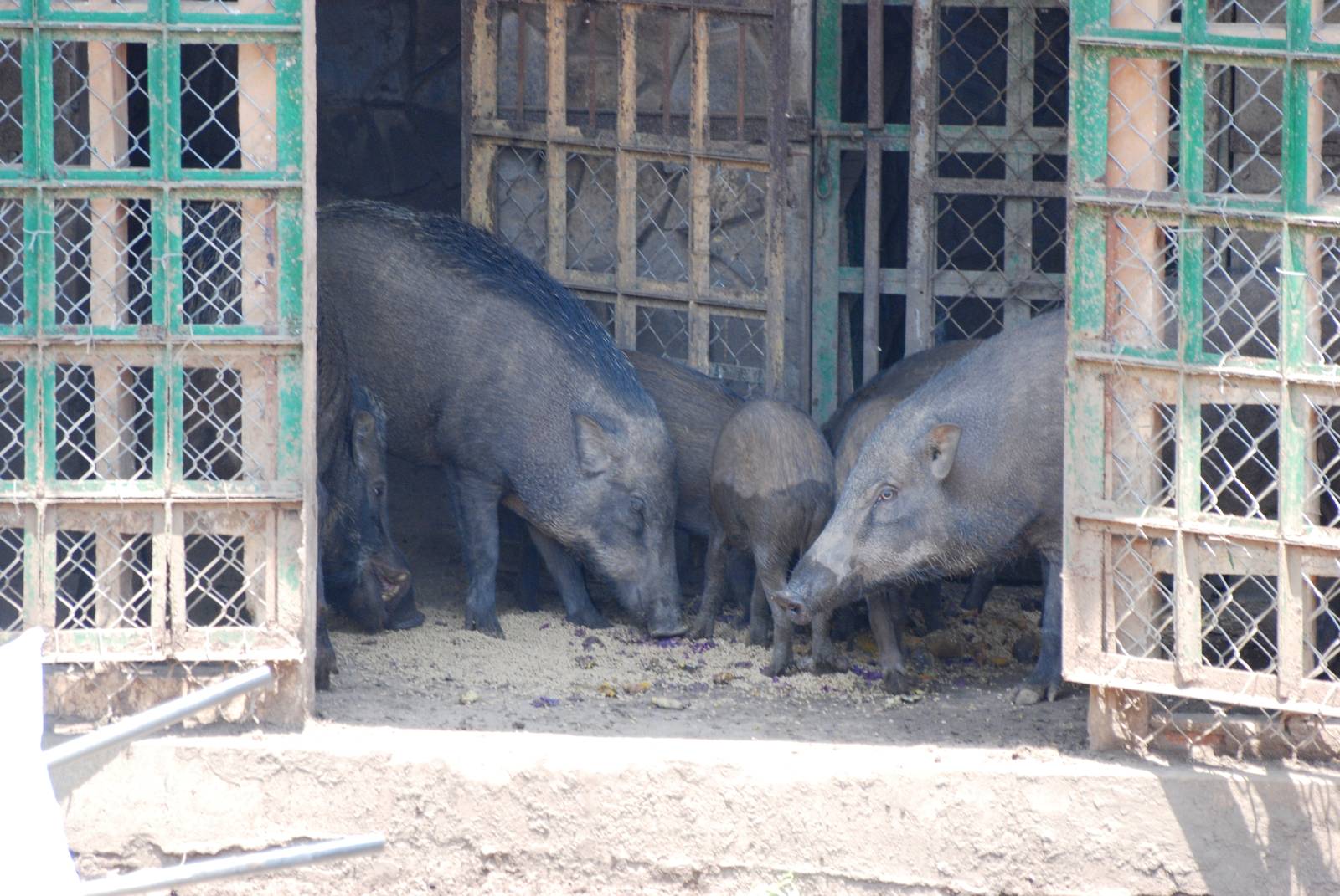 Asian Wild Boar at Saigon Zoo, 16/03/12