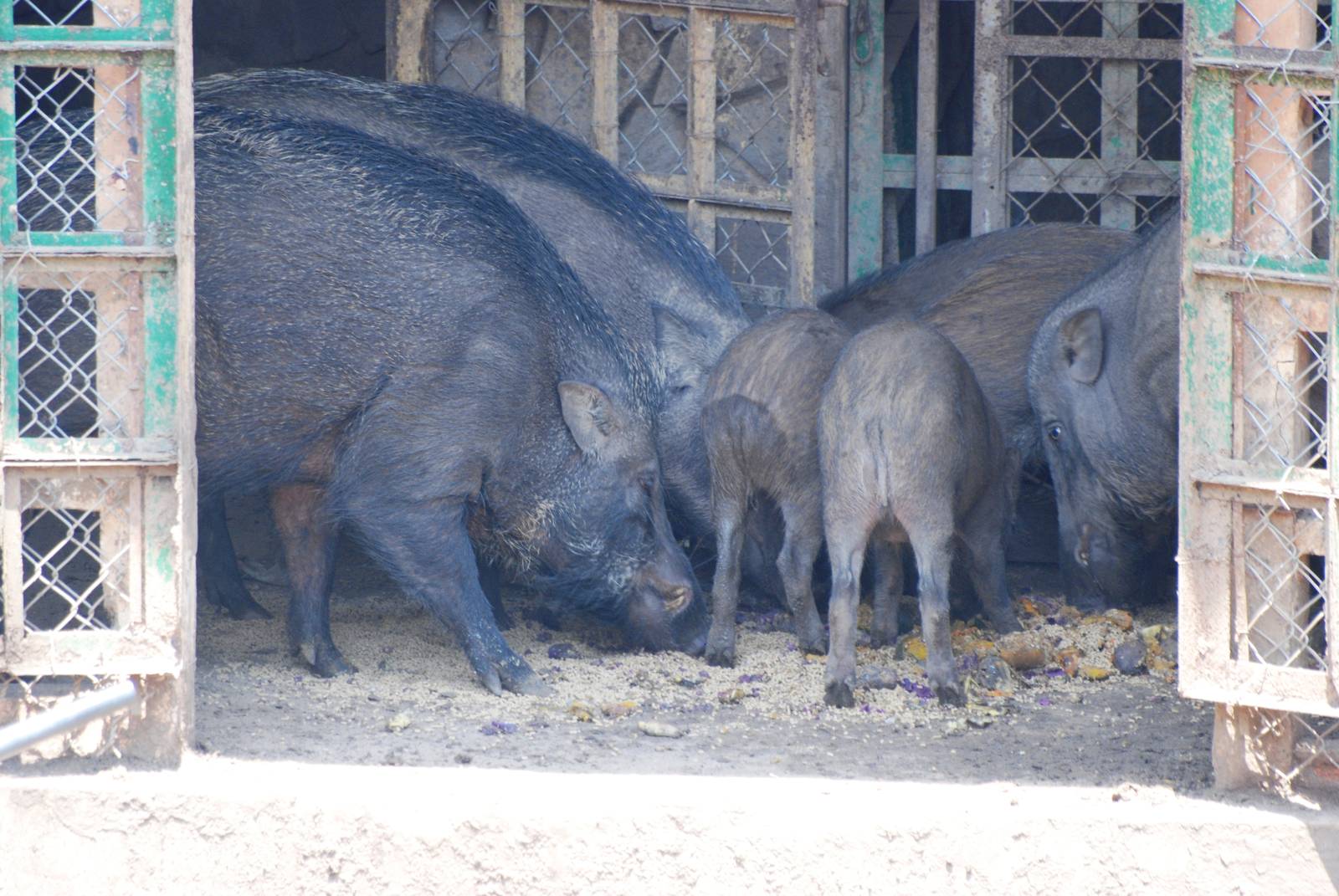 Asian Wild Boar at Saigon Zoo, 16/03/12