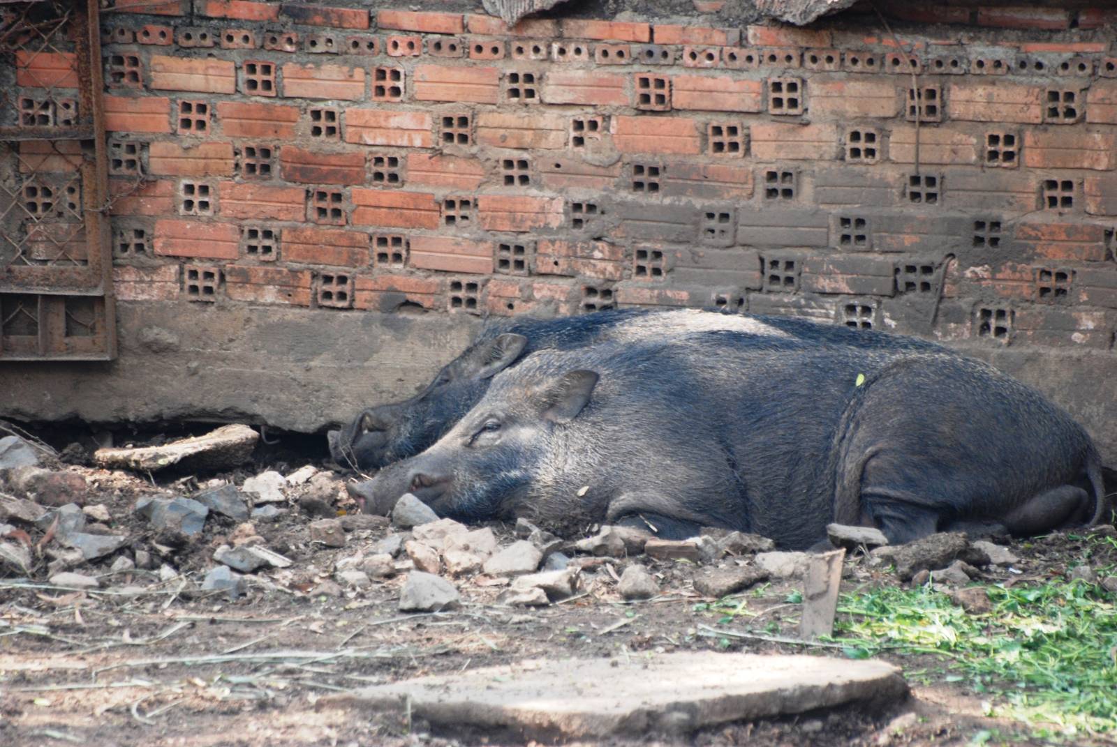 Asian Wild Boar at Saigon Zoo, 16/03/12