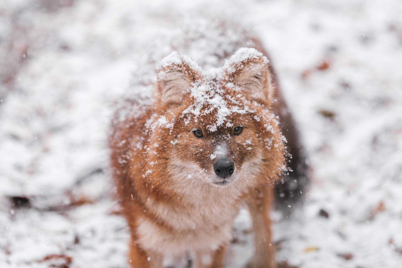 Asian wild dog  at Schwerin Zoo in the snow
