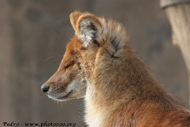 Asian wild-dog (Cuon alpinus)