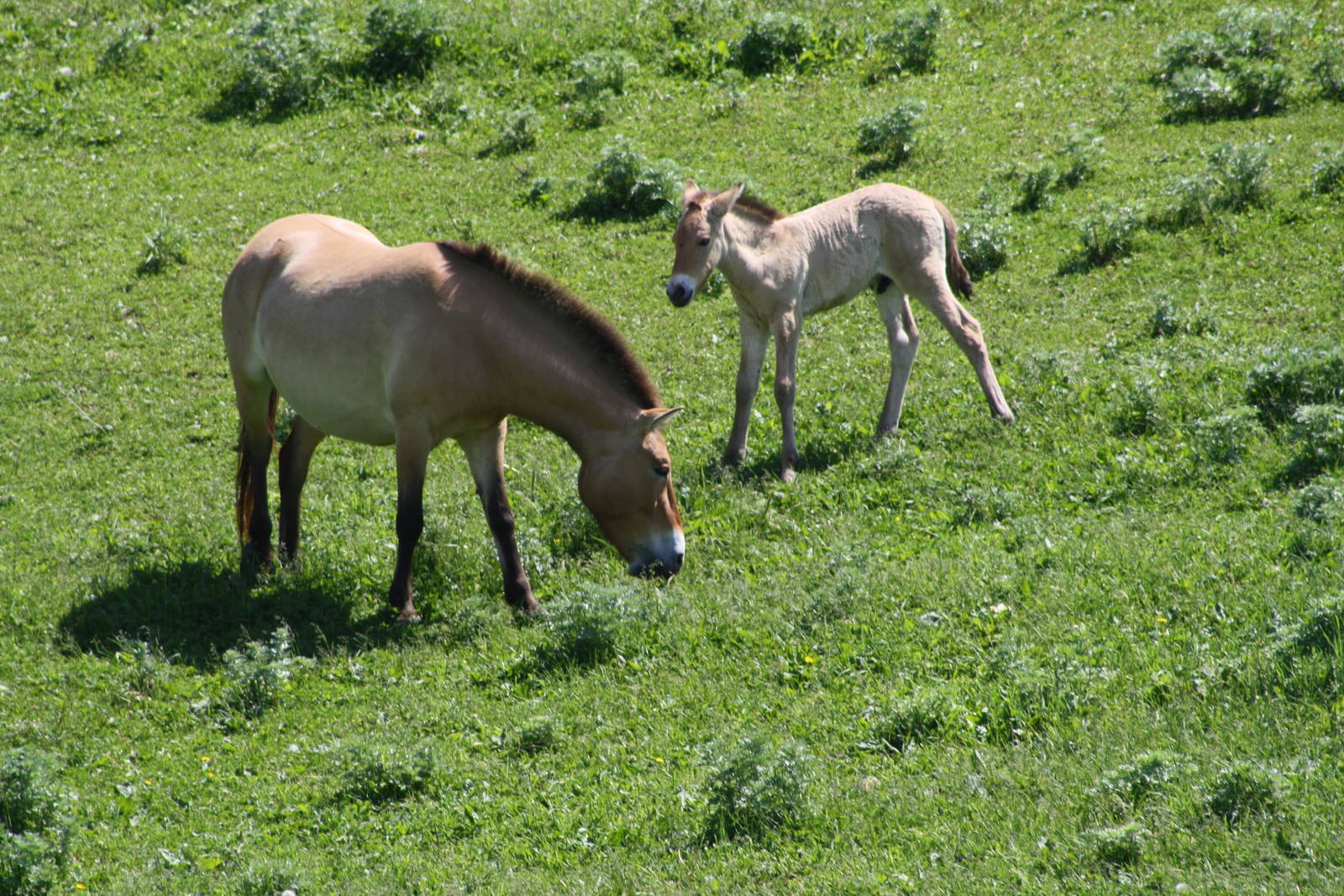 Asian Wild Horses