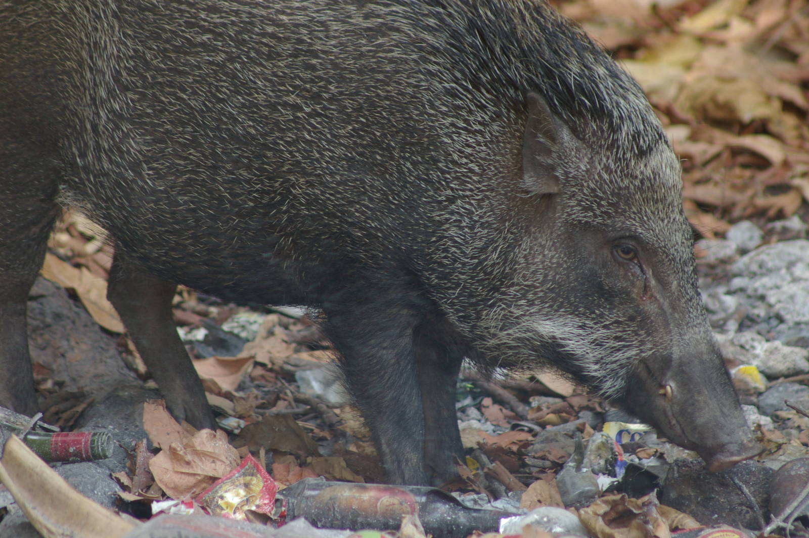 Asian wild pig (Sus scrofa cristata)