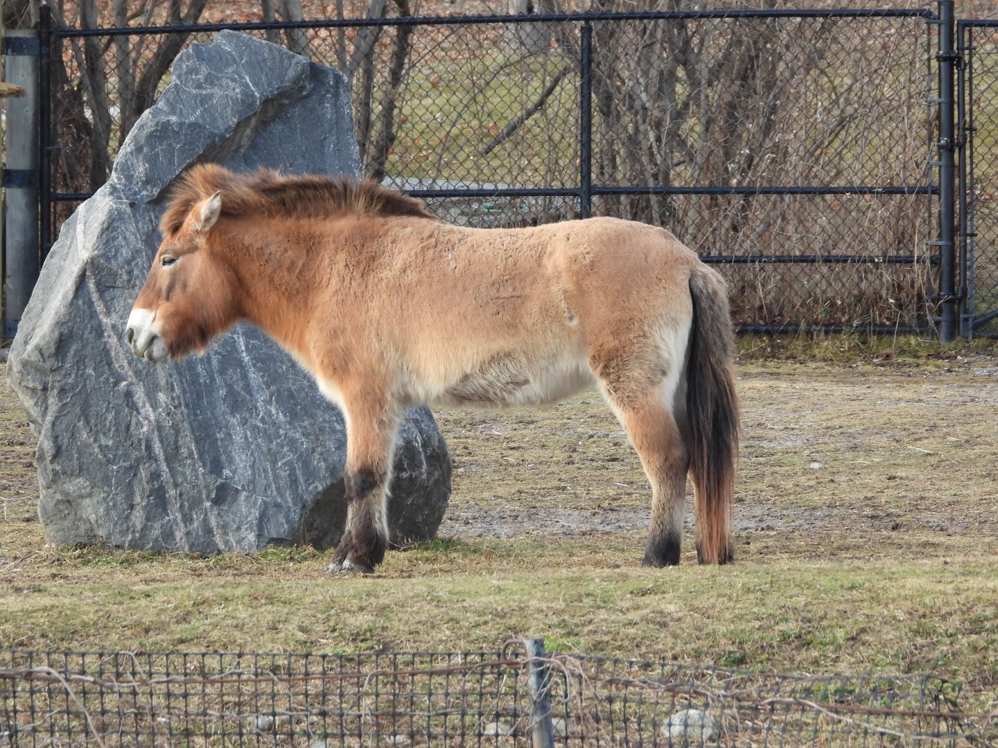 Asian wild (Przewalski's) horse